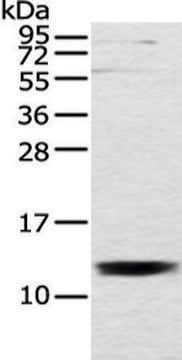 Anti-UQCRH affinity isolated antibody