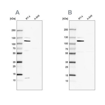 Anti-MCC antibody produced in rabbit Prestige Antibodies&#174; Powered by Atlas Antibodies, affinity isolated antibody, buffered aqueous glycerol solution