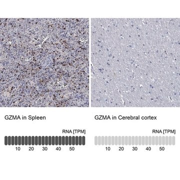 Anti-GZMA antibody produced in rabbit Prestige Antibodies&#174; Powered by Atlas Antibodies, affinity isolated antibody, buffered aqueous glycerol solution