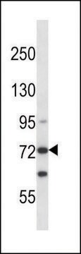 ANTI-MOUSE MYLK3 (N-TERM) antibody produced in rabbit IgG fraction of antiserum, buffered aqueous solution