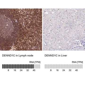 Anti-DENND1C antibody produced in rabbit Prestige Antibodies&#174; Powered by Atlas Antibodies, affinity isolated antibody, buffered aqueous glycerol solution