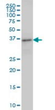 Monoclonal Anti-ARFIP2 antibody produced in mouse clone 2B5, purified immunoglobulin, buffered aqueous solution