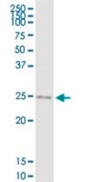 Anti-IGF2 antibody produced in rabbit purified immunoglobulin, buffered aqueous solution