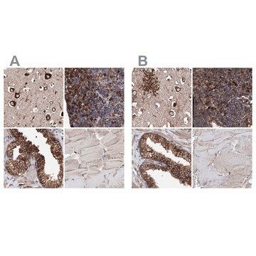 Anti-ERP29 antibody produced in rabbit Prestige Antibodies&#174; Powered by Atlas Antibodies, affinity isolated antibody, buffered aqueous glycerol solution