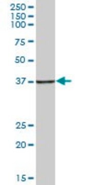 Anti-HSPBP1 antibody produced in mouse purified immunoglobulin, buffered aqueous solution