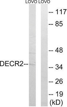 Anti-DECR2 antibody produced in rabbit affinity isolated antibody