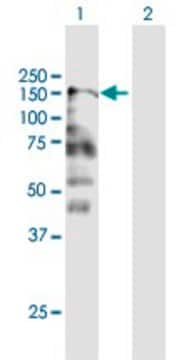 Anti-CNTNAP2 antibody produced in mouse purified immunoglobulin, buffered aqueous solution