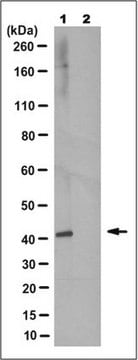 Anti-phospho-GADS (Thr262) Antibody, clone 6E11.2 clone 6E11.2, from mouse