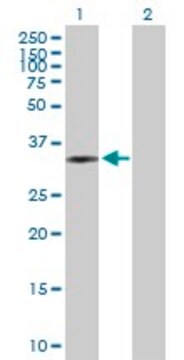 Anti-PLCXD3 antibody produced in mouse purified immunoglobulin, buffered aqueous solution