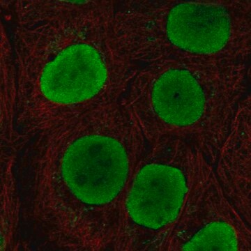 Anti-SOX15 antibody produced in rabbit Prestige Antibodies&#174; Powered by Atlas Antibodies, affinity isolated antibody