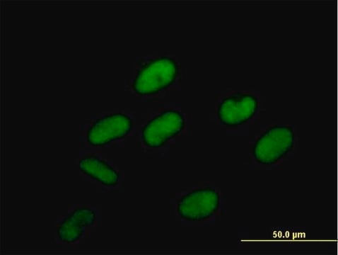 Anti-PCIF1 antibody produced in mouse purified immunoglobulin, buffered aqueous solution