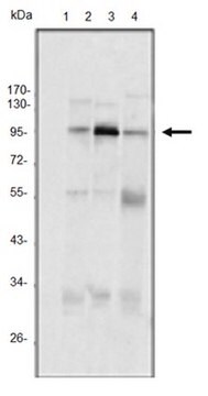 Anti-SND1, clone 2D7 Antibody ascites fluid, clone 2D7, from mouse