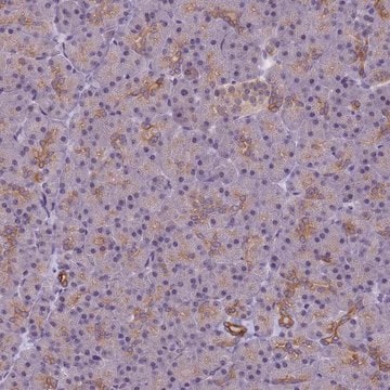 Anti-VWA3A antibody produced in rabbit Prestige Antibodies&#174; Powered by Atlas Antibodies, affinity isolated antibody, buffered aqueous glycerol solution