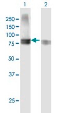 Anti-SEMA4A antibody produced in mouse purified immunoglobulin, buffered aqueous solution