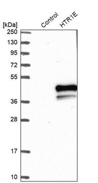 Anti-HTR1E antibody produced in rabbit Prestige Antibodies&#174; Powered by Atlas Antibodies, affinity isolated antibody, buffered aqueous glycerol solution