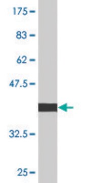 Monoclonal Anti-CDKN1B, (C-terminal) antibody produced in mouse clone 2F4, purified immunoglobulin, buffered aqueous solution