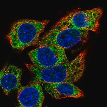 Anti-C22orf39 antibody produced in rabbit Prestige Antibodies&#174; Powered by Atlas Antibodies, affinity isolated antibody