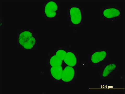 ANTI-YY1 antibody produced in mouse clone 4C1, purified immunoglobulin, buffered aqueous solution