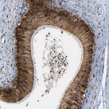 Anti-SPCS2 antibody produced in rabbit Prestige Antibodies&#174; Powered by Atlas Antibodies, affinity isolated antibody, buffered aqueous glycerol solution