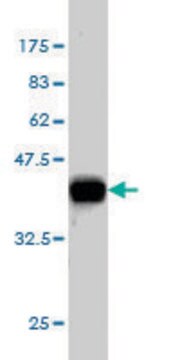 Monoclonal Anti-CELSR3 antibody produced in mouse clone 2F7, purified immunoglobulin, buffered aqueous solution