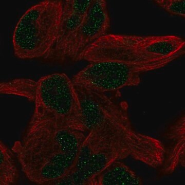 Anti-PGBD5 antibody produced in rabbit Prestige Antibodies&#174; Powered by Atlas Antibodies, affinity isolated antibody