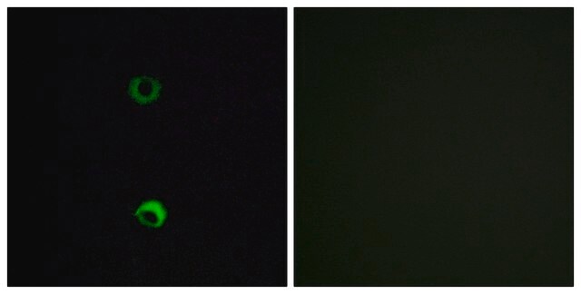 Anti-OR3A2 antibody produced in rabbit affinity isolated antibody