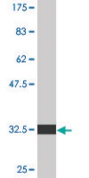 Monoclonal Anti-EDNRA antibody produced in mouse clone 2A5, purified immunoglobulin, buffered aqueous solution