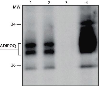 Monoclonal Anti-ADIPOQ antibody produced in mouse clone ADIPOQ-A277, culture supernatant