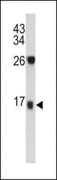 ANTI-DCD(C-TERMINAL) antibody produced in rabbit purified immunoglobulin, buffered aqueous solution