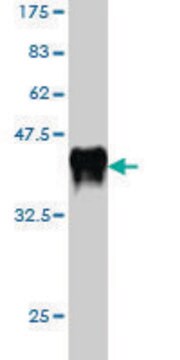 Monoclonal Anti-ALS2 antibody produced in mouse clone 4F9, purified immunoglobulin, buffered aqueous solution