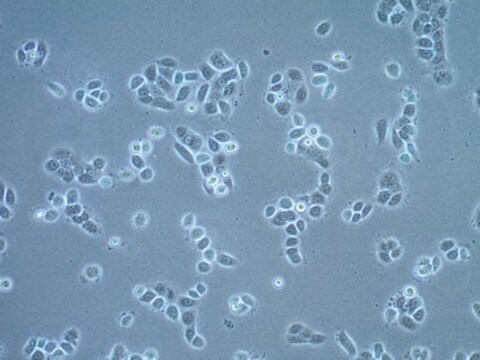 UM-SCC-22A Squamous Carcinoma Cell Line UM-SCC-22A is a unique head and neck squamous carcinoma cell line obtained from the surgical resection of the primary cancer of the hypopharynx of a female patient and is a suitable in vitro model of H&amp;N carcinoma studies.