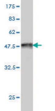 Monoclonal Anti-LONRF1 antibody produced in mouse clone 3F2, purified immunoglobulin, buffered aqueous solution