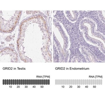 Anti-GRID2 antibody produced in rabbit Prestige Antibodies&#174; Powered by Atlas Antibodies, affinity isolated antibody, buffered aqueous glycerol solution