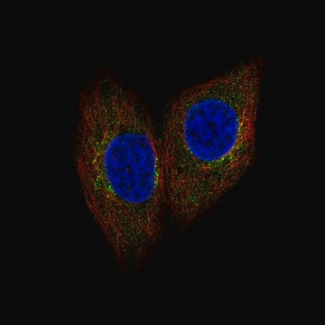 Anti-SCYL1 antibody produced in rabbit Prestige Antibodies&#174; Powered by Atlas Antibodies, affinity isolated antibody, buffered aqueous glycerol solution