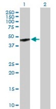 Anti-GPR143 antibody produced in mouse purified immunoglobulin, buffered aqueous solution