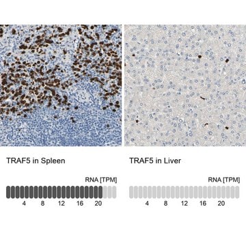 Anti-TRAF5 antibody produced in rabbit Prestige Antibodies&#174; Powered by Atlas Antibodies, affinity isolated antibody, buffered aqueous glycerol solution