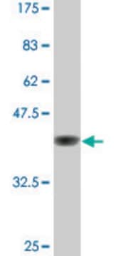 Monoclonal Anti-GATA2 antibody produced in mouse clone 1A5, ascites fluid, solution