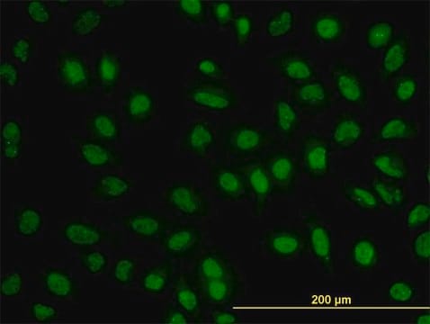 Monoclonal Anti-BCL9 antibody produced in mouse clone 2D4, purified immunoglobulin, buffered aqueous solution