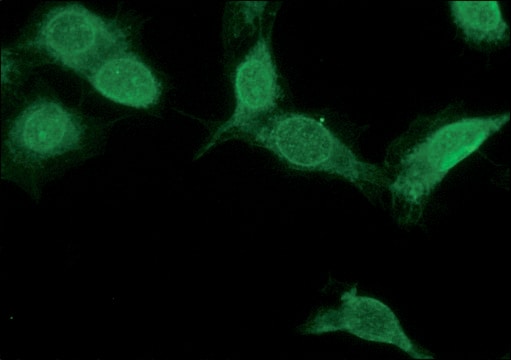 Anti-NR4A2 antibody produced in rabbit ~1.5&#160;mg/mL, affinity isolated antibody, buffered aqueous solution