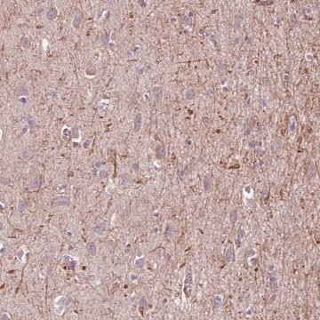 Anti-MEGF8 antibody produced in rabbit Prestige Antibodies&#174; Powered by Atlas Antibodies, affinity isolated antibody, buffered aqueous glycerol solution