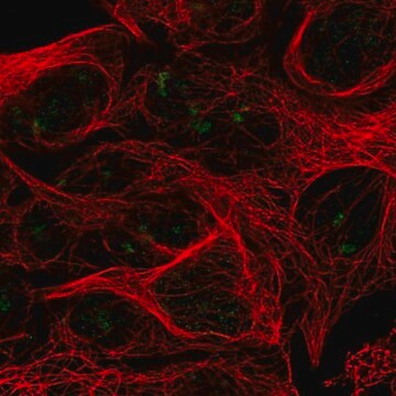 Anti-RPL7L1 antibody produced in rabbit Prestige Antibodies&#174; Powered by Atlas Antibodies, affinity isolated antibody