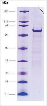 EF1&#945;, GST tagged human recombinant, expressed in E. coli, &#8805;85% (SDS-PAGE)