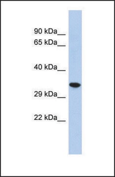 Anti-CREG2, (N-terminal) antibody produced in rabbit affinity isolated antibody