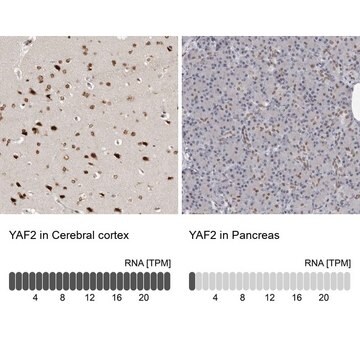 Anti-YAF2 antibody produced in rabbit Prestige Antibodies&#174; Powered by Atlas Antibodies, affinity isolated antibody, buffered aqueous glycerol solution