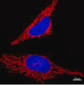 BioTracker&#8482; Red Mitochondria Live Cell Probe 400 &#956;L