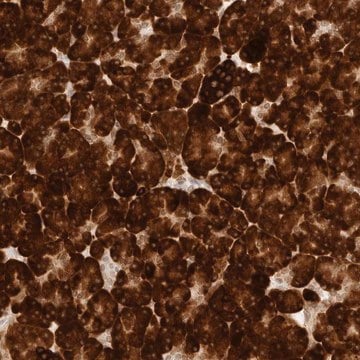 Anti-ERO1B antibody produced in rabbit Prestige Antibodies&#174; Powered by Atlas Antibodies, affinity isolated antibody, buffered aqueous glycerol solution