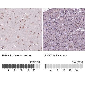 Anti-PHAX antibody produced in rabbit Prestige Antibodies&#174; Powered by Atlas Antibodies, affinity isolated antibody, buffered aqueous glycerol solution