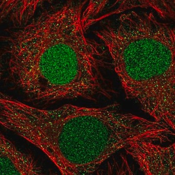 Anti-NFATC2IP antibody produced in rabbit Prestige Antibodies&#174; Powered by Atlas Antibodies, affinity isolated antibody