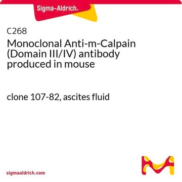 Monoclonal Anti-m-Calpain (Domain III/IV) antibody produced in mouse clone 107-82, ascites fluid