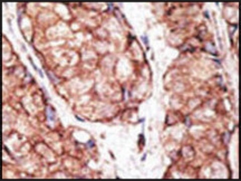 Anti-Mouse Tlr4 (C-term) antibody produced in rabbit IgG fraction of antiserum, buffered aqueous solution